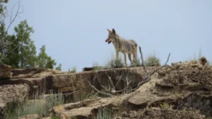 Coyote Sighting on Amante