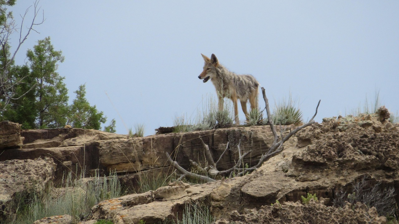 Coyote Sighting on Amante